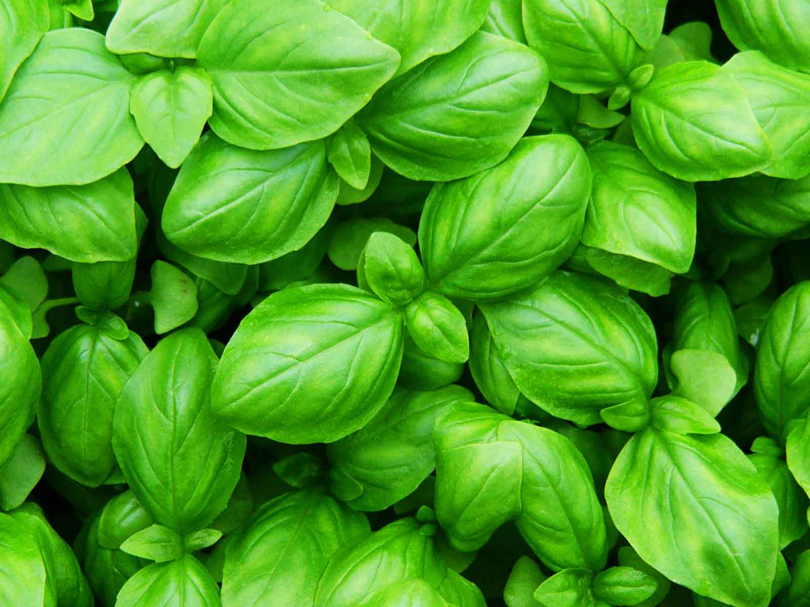 Basilic